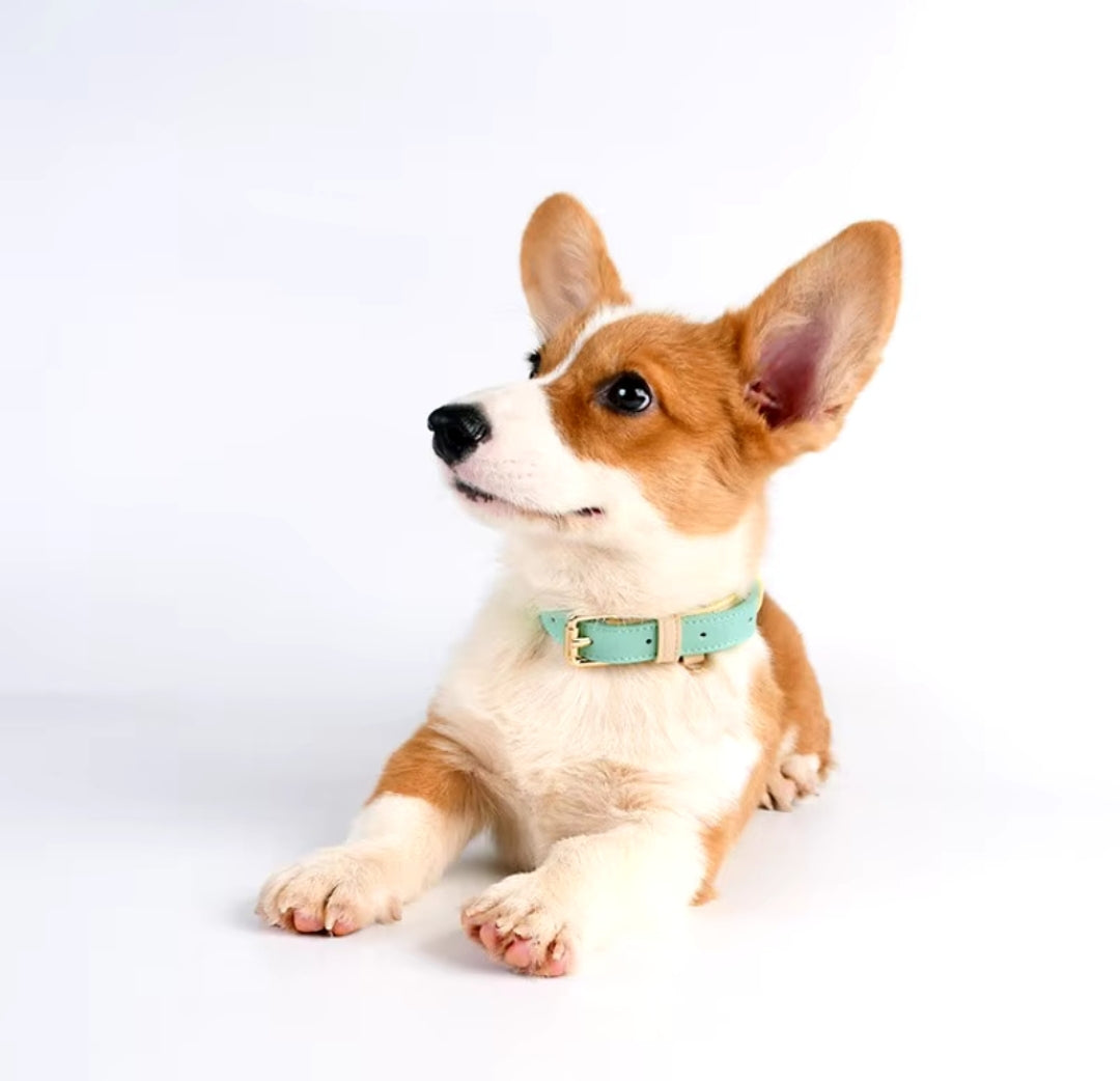 Genuine leather colorful pet collars 8/13 in neck
