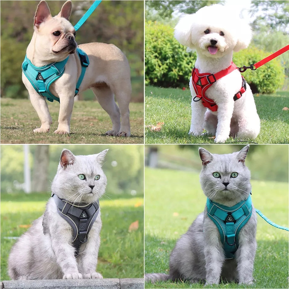 Small puppy or cat harness and light weight leash