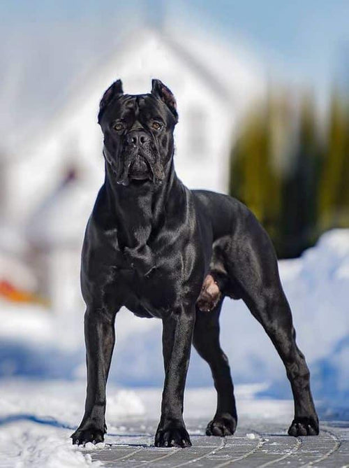 Large Dogs