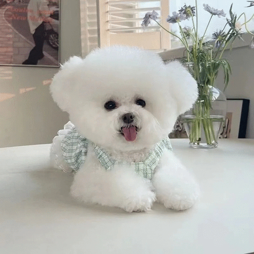 My Boujee Furbaby