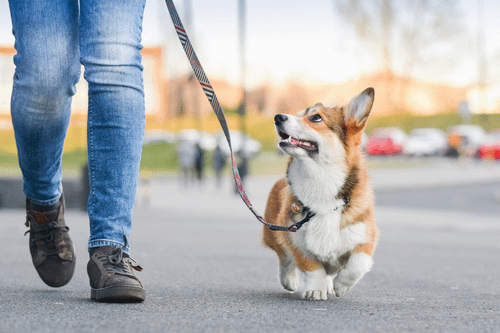 Harnesses, Collars and Leashes