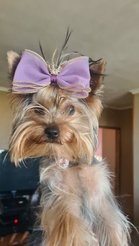 Pet hair bow