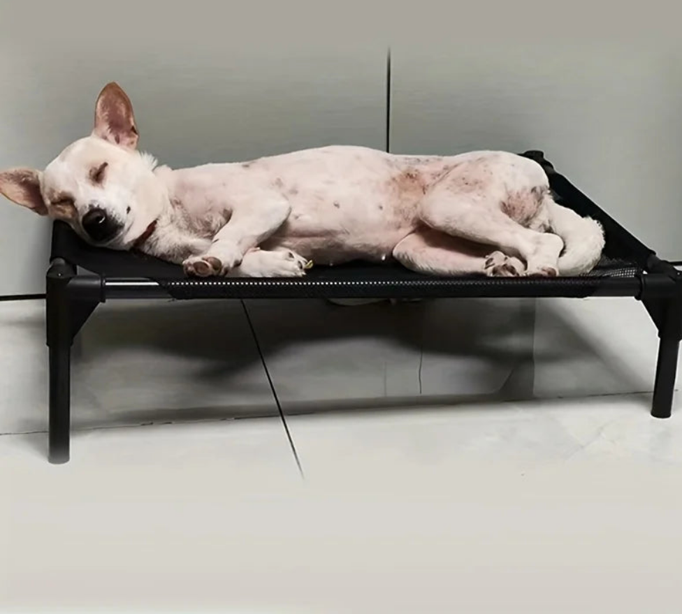 KEMORELA Cooling Elevated Dog Bed Outdoor Elevated Dog Bed For Medium Dogs Bite-Proof Standing Pet Bed Washable Breathable Mesh Fashioned Furbabies