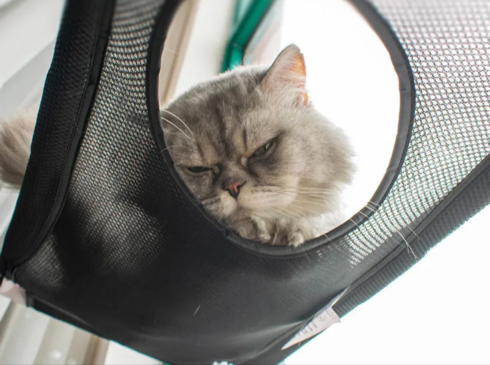Double Suction Cup Cat Cage Hammock Villa Cat's Sunshine Cat's Nest Pet Products