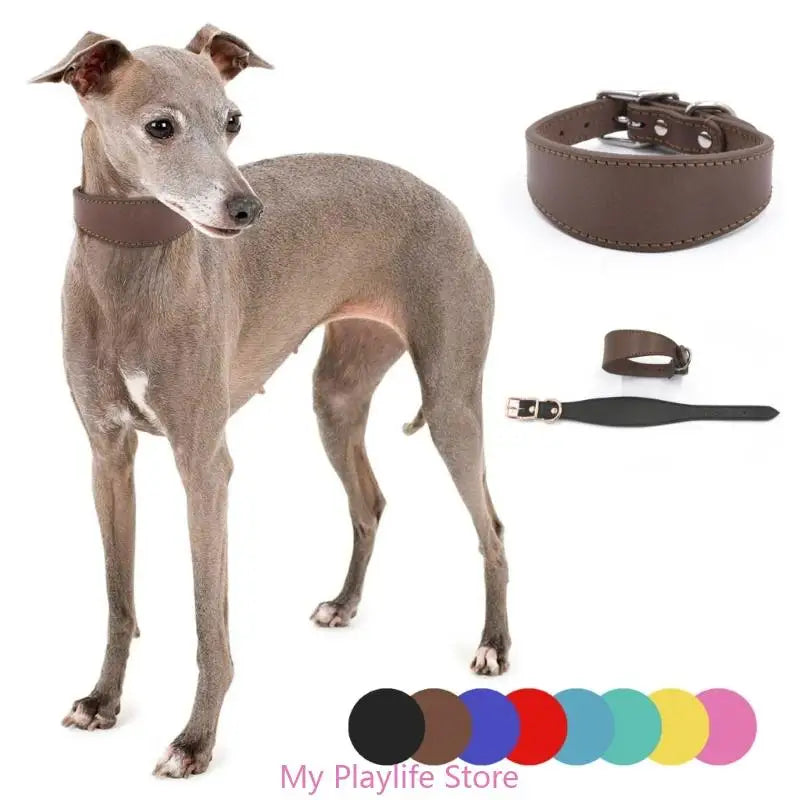 Padded Leather Sighthound Dog Collar