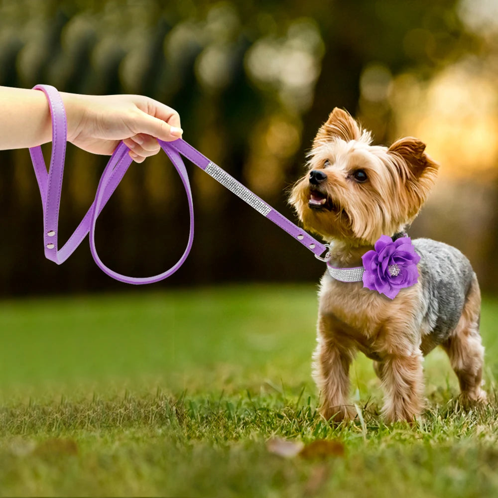 Rhinestone Dog Collar — Glitter Floral Suede Leather Collar & Optional 4ft Leash Set | Black, Blue, Pink & Purple | XS–L