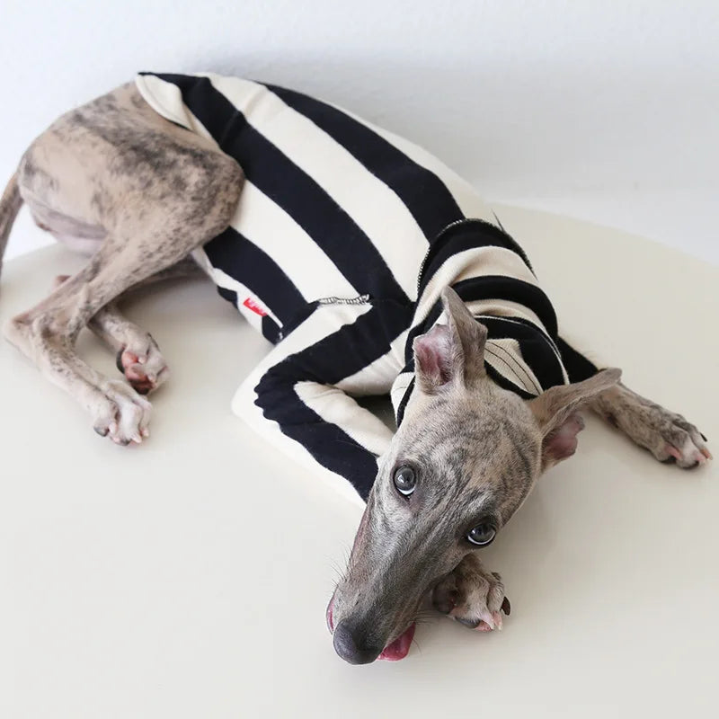 Winter Knitted Thing Dog Greyhound 2 Legged  Long Sleeve Pet Shirts Slim Dog Whibitt Pajamas Sweatshirts Knitwear