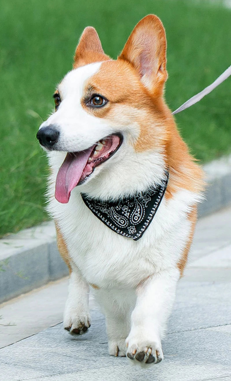 Dog & Cat Collar with Scarf | Adjustable PU Collar | XS–XL