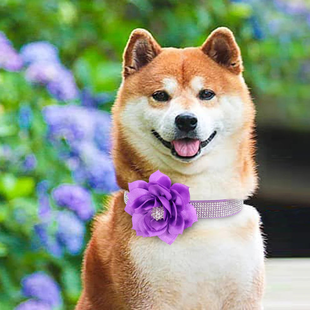 Rhinestone Dog Collar — Glitter Floral Suede Leather Collar & Optional 4ft Leash Set | Black, Blue, Pink & Purple | XS–L