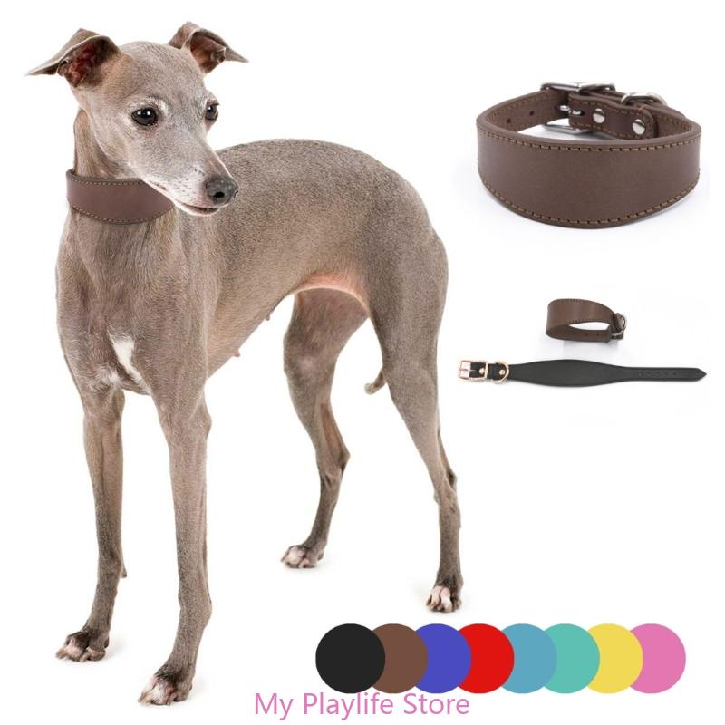 Padded Leather Sighthound Dog Collar