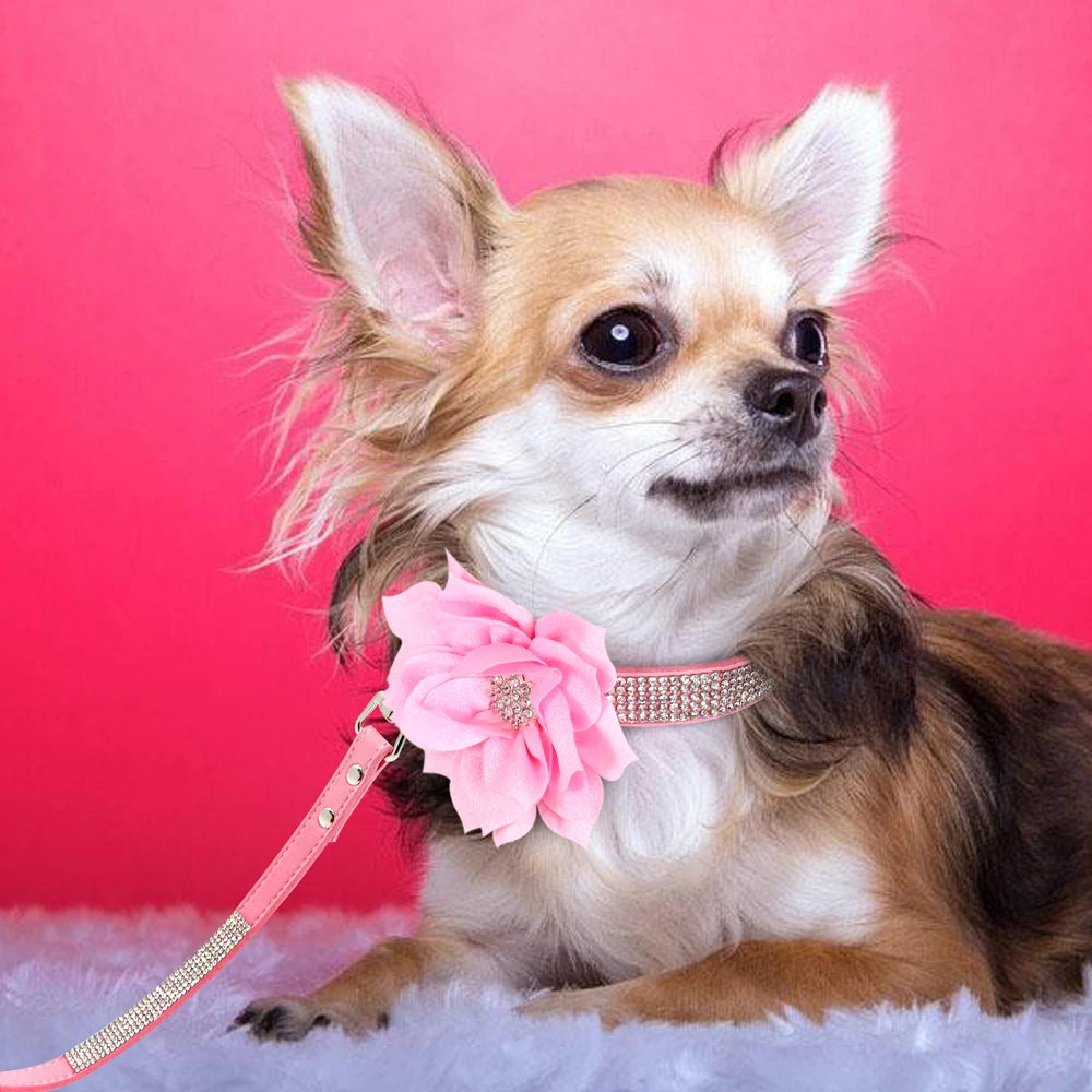 Rhinestone Dog Collar — Glitter Floral Suede Leather Collar & Optional 4ft Leash Set | Black, Blue, Pink & Purple | XS–L