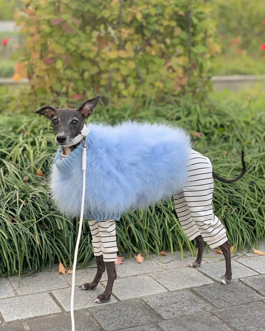 Luxury Fur Dog Coat — Warm Core Yarn Sweater for French Bulldogs, Pugs & Small Breeds | Autumn & Winter | 3 Colors