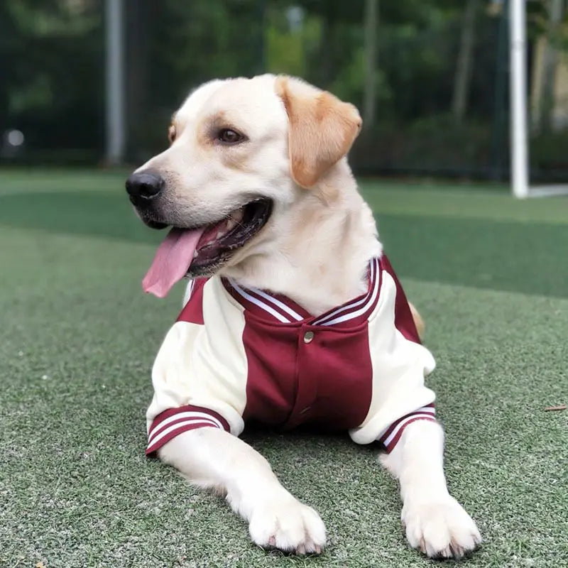 Big Dog Baseball Suit