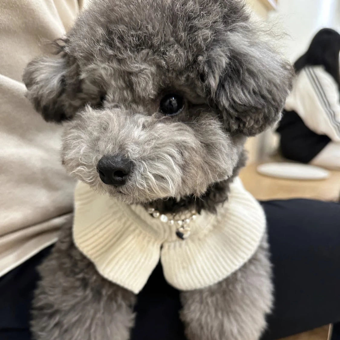 Cashmere Knit Dog Sweater