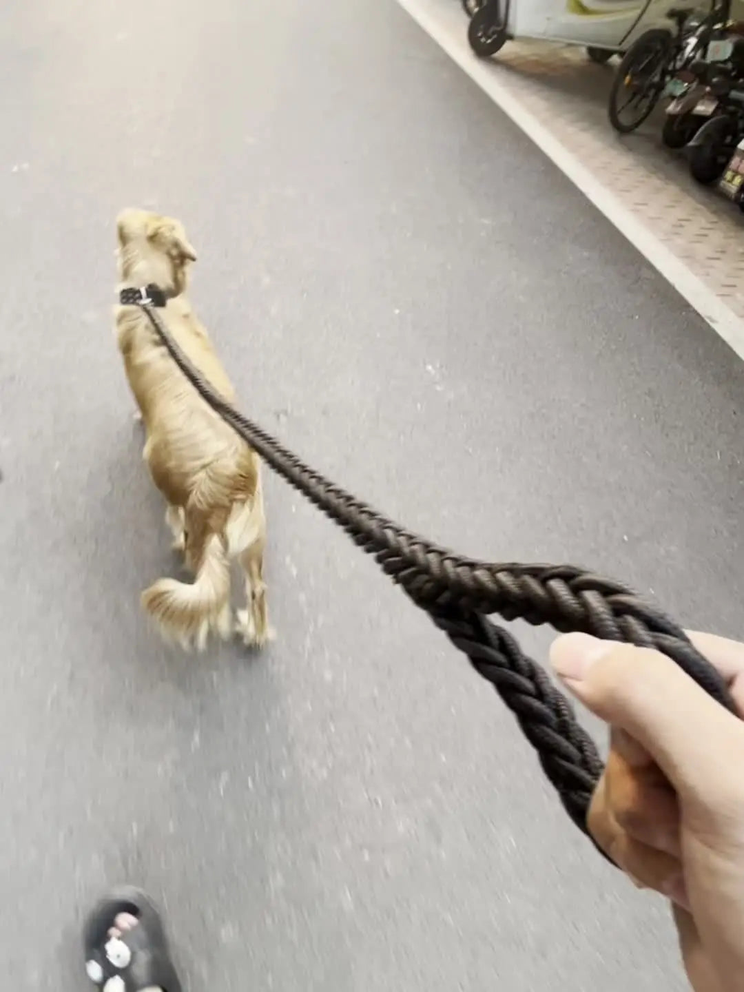 Braided Training Dog Leash