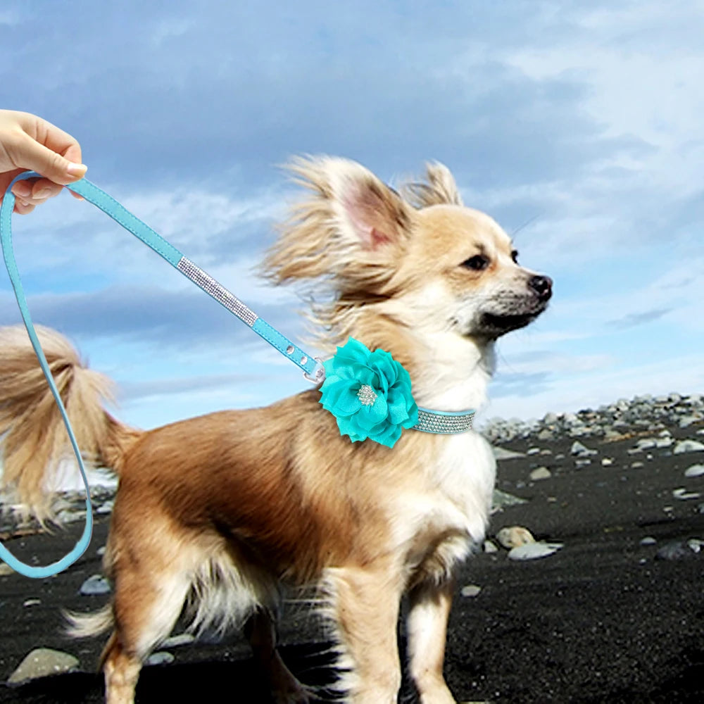 Rhinestone Dog Collar — Glitter Floral Suede Leather Collar & Optional 4ft Leash Set | Black, Blue, Pink & Purple | XS–L