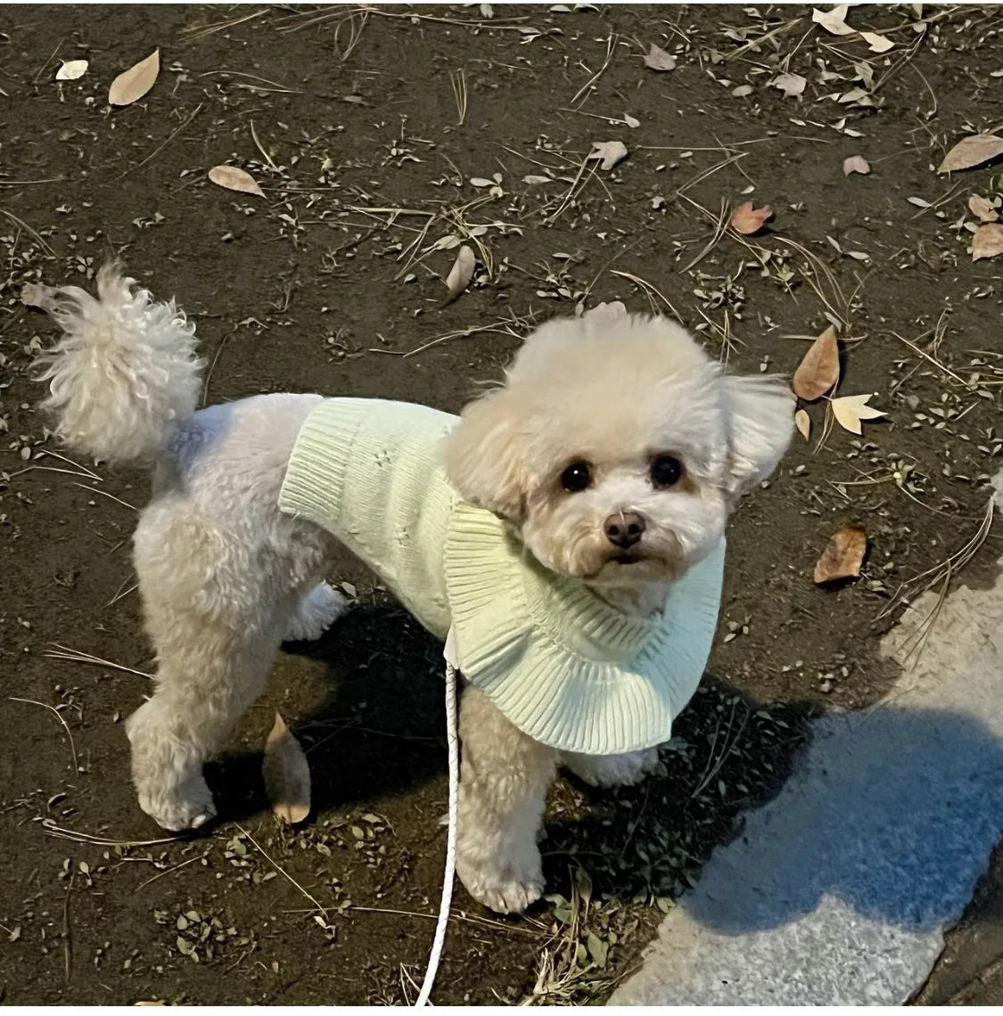 Cashmere Knit Dog Sweater