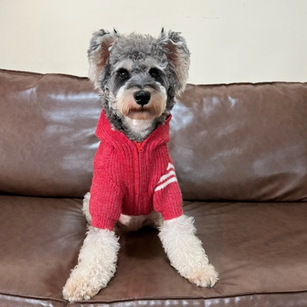 British Gentleman Knit Zipper Dog Coat — Classic Style Winter Sweater for Small Dogs | S–XXL