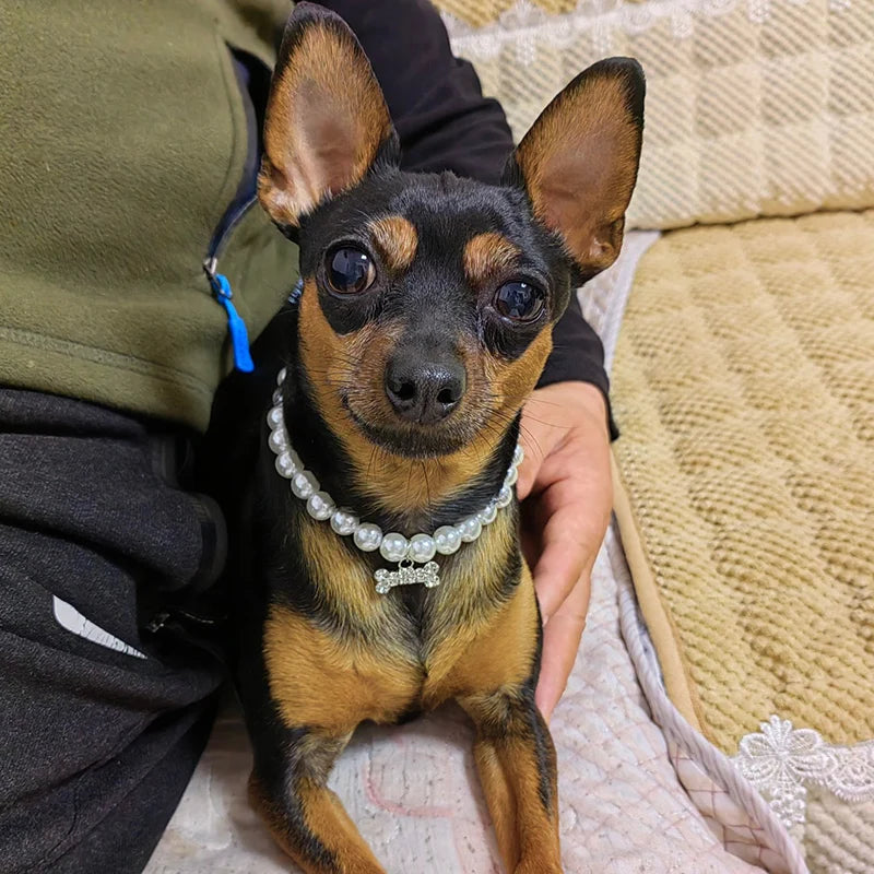 Luxury Pearl & Rhinestone Dog Necklace Collar | Bling Pet Collar | S–L