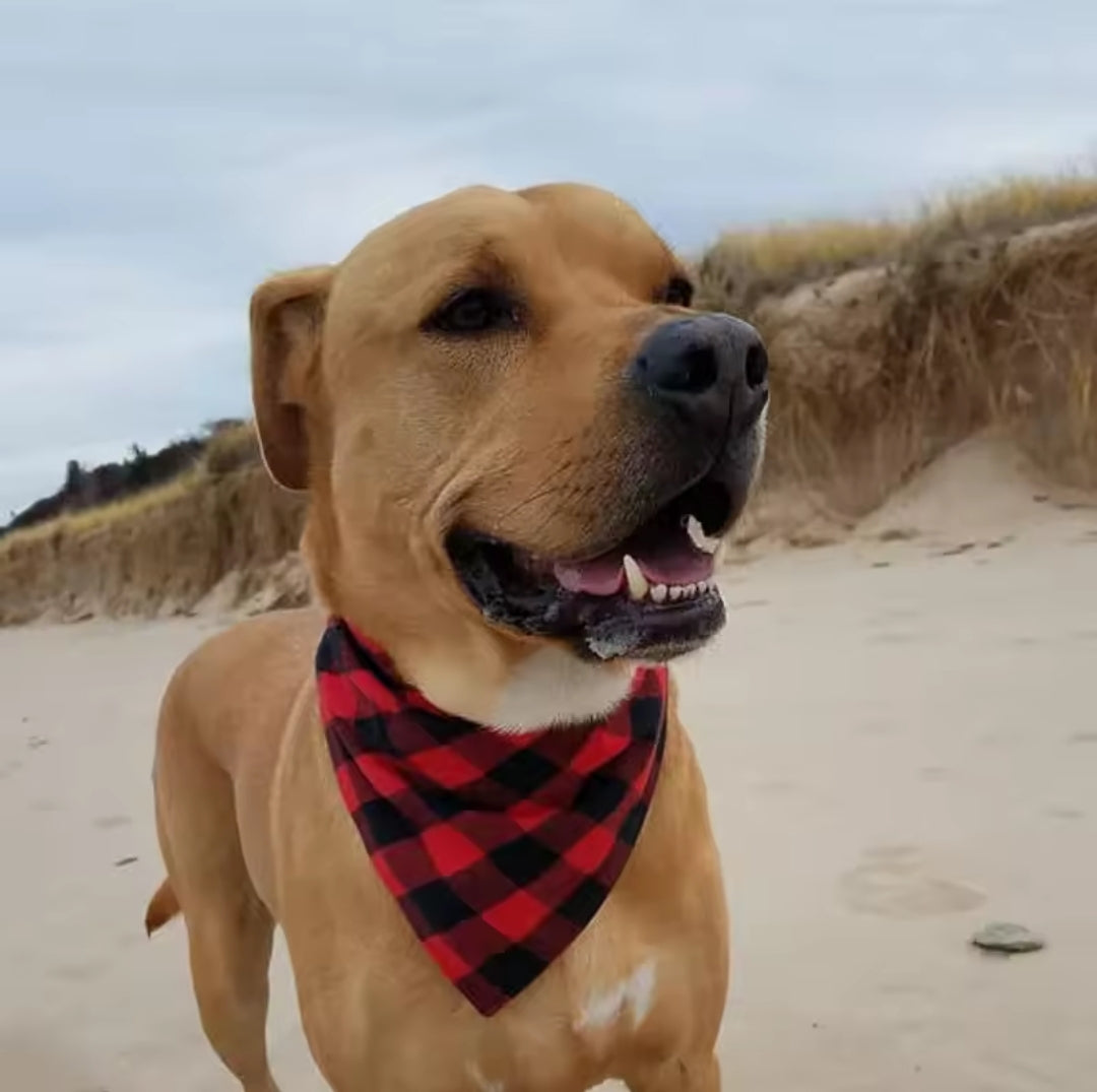 Fall bandanas