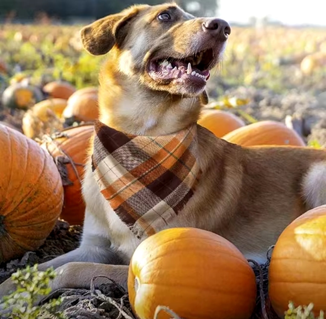 Fall bandanas