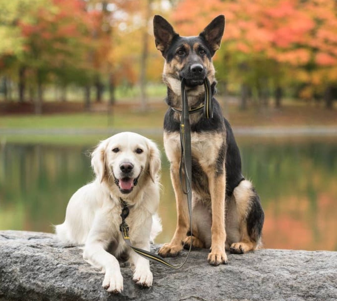 Military  Dog Leash