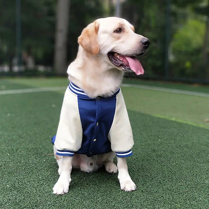 Big Dog Baseball Suit