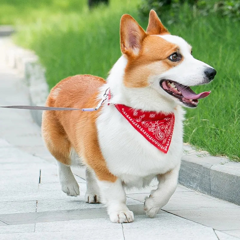 Dog & Cat Collar with Scarf | Adjustable PU Collar | XS–XL