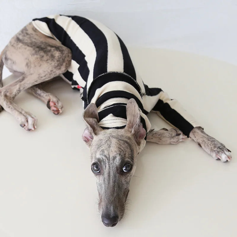 Winter Knitted Thing Dog Greyhound 2 Legged  Long Sleeve Pet Shirts Slim Dog Whibitt Pajamas Sweatshirts Knitwear