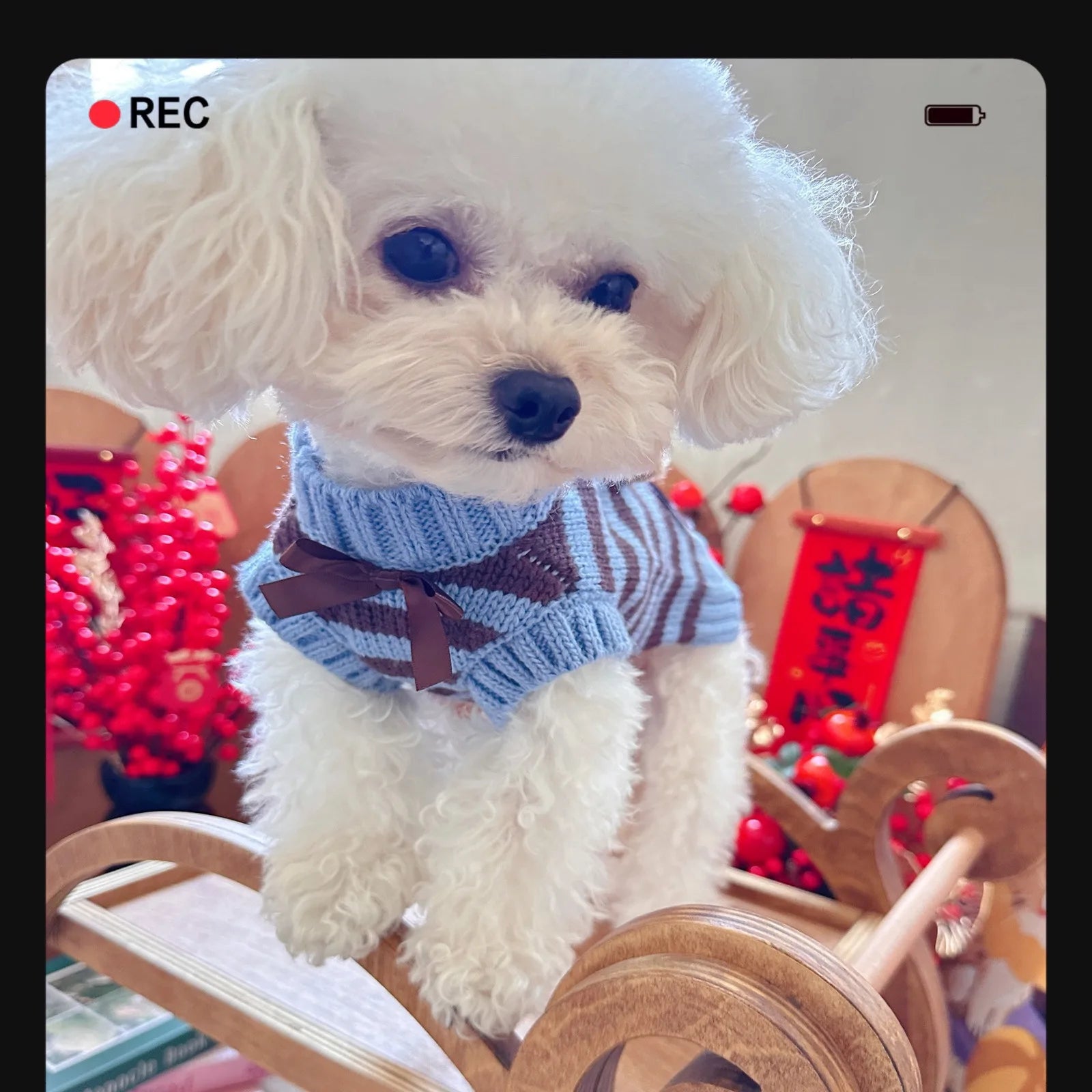 Solid Knit Dog Sweater — Warm Wool Pullover for Small Dogs & Cats | XS–XL