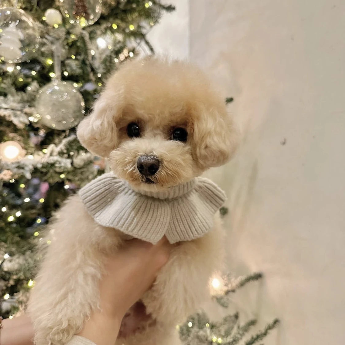 Cashmere Knit Dog Sweater