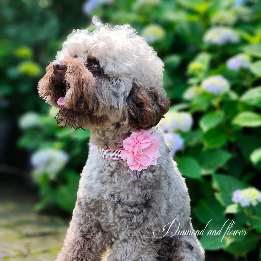 Rhinestone Dog Collar — Glitter Floral Suede Leather Collar & Optional 4ft Leash Set | Black, Blue, Pink & Purple | XS–L