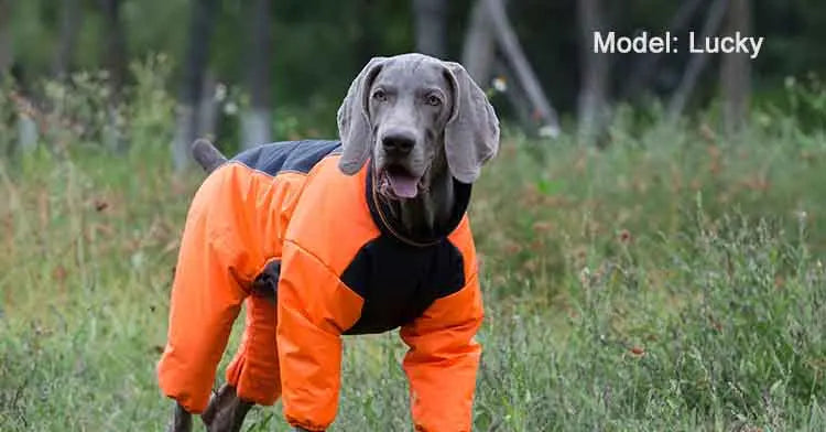 Reversible Waterproof Dog Coat - Reflective Outdoor Jacket