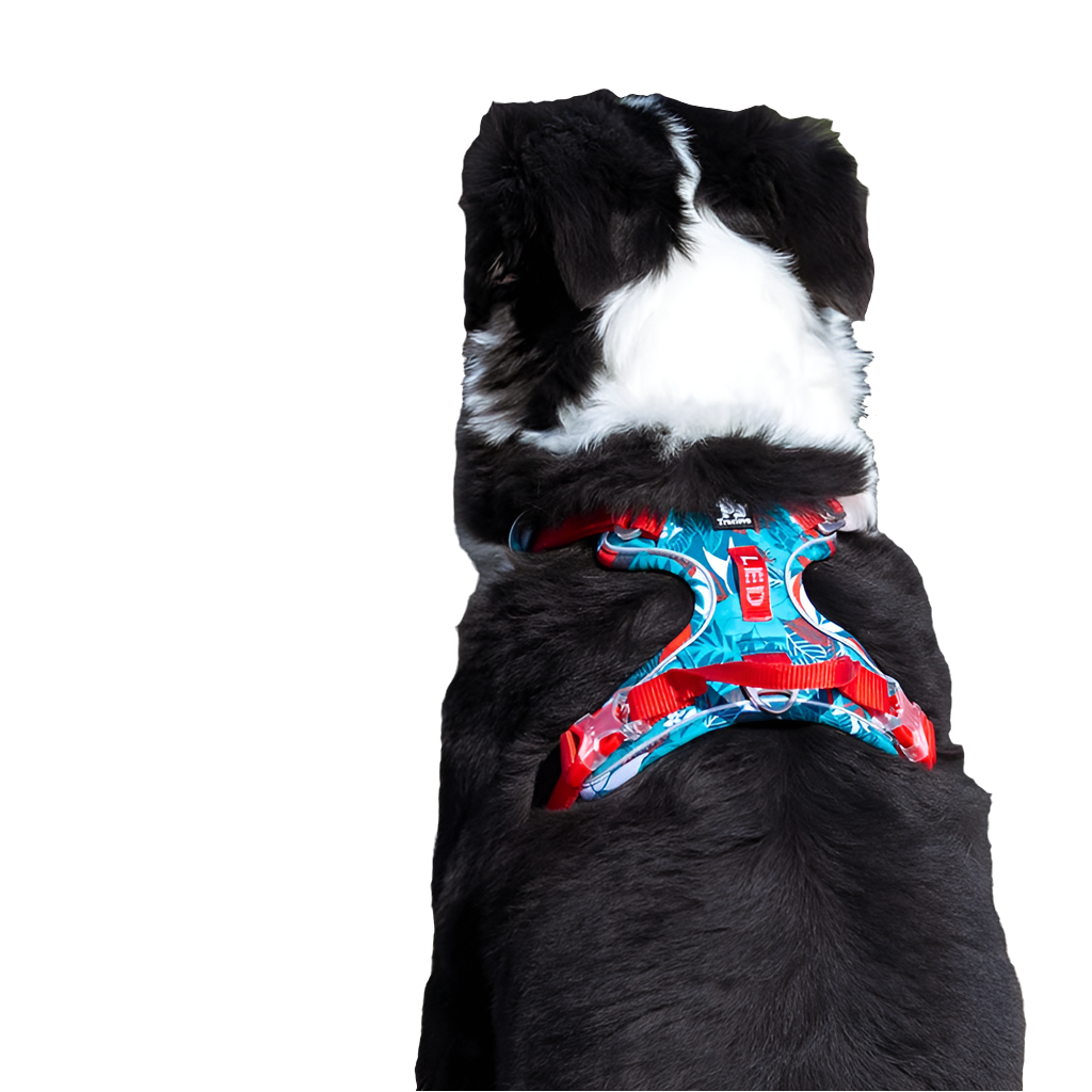 Pet Harness Small Medium Large Split Dog Fashion Outdoor Fashioned Furbabies