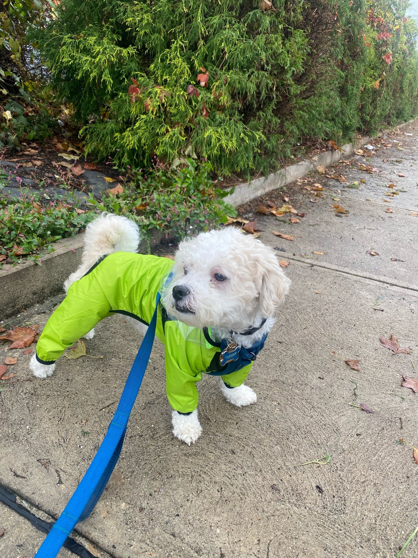 Pet raincoat transparent hood, water resistent jumpsuit